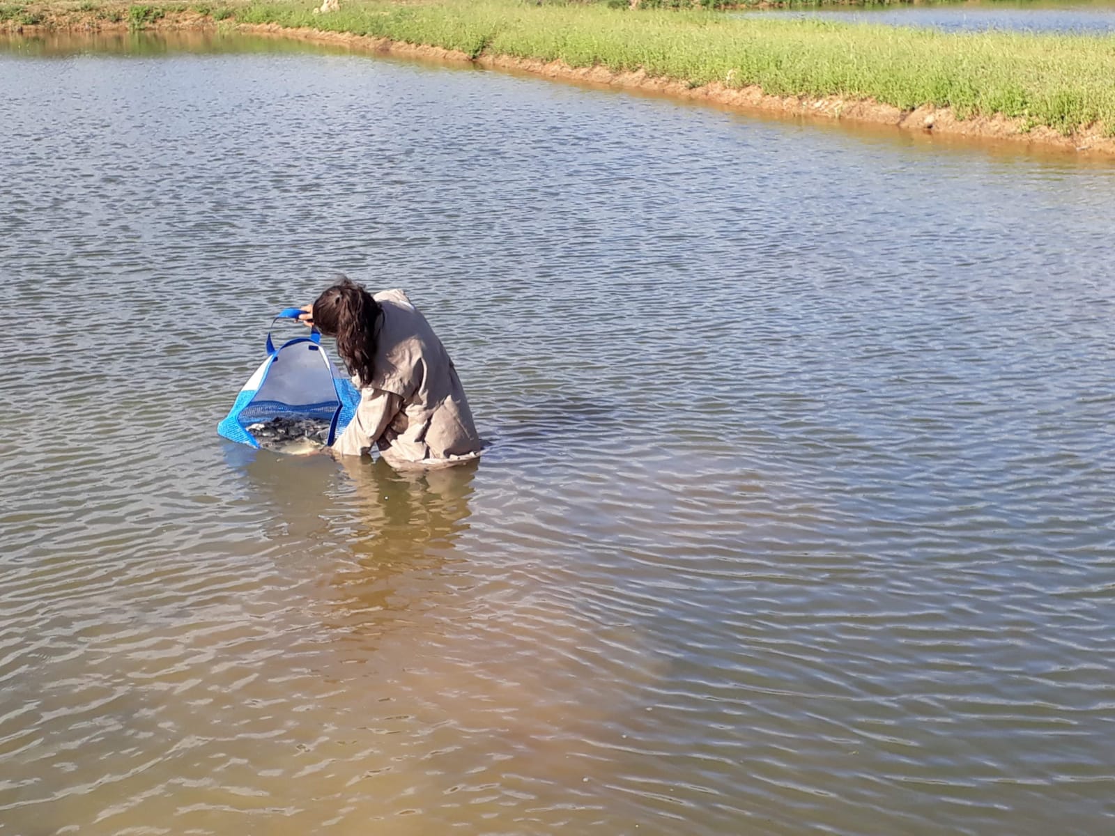 Peixe em criação